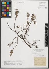 Foto von Salix repens L.
